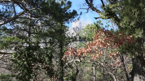 Coniferous forest Vídeo Stock 47091257