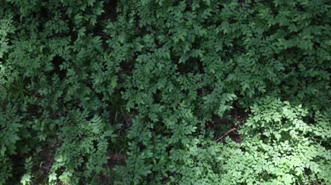 Coniferous forest Stock-Footage 63467388