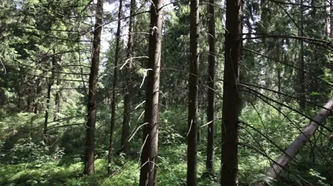Coniferous forest Stock-Footage 63476055