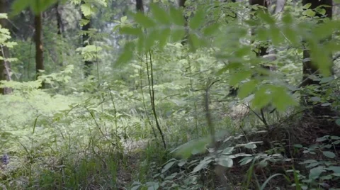 Coniferous forest Stock-Footage 63492682