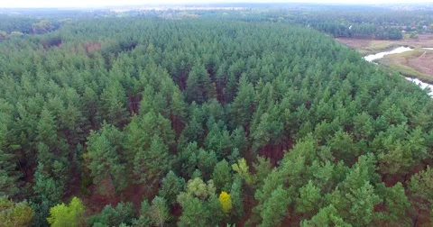 Coniferous forest Stock Footage 67962953