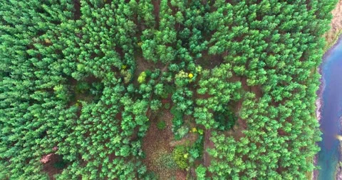 Coniferous forest Stock Footage 67985012