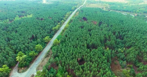 Coniferous forest Stock Footage 67985358