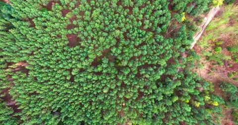 Coniferous forest Stock Footage 67985632