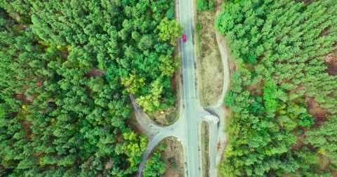 Coniferous forest Stock Footage 67986029