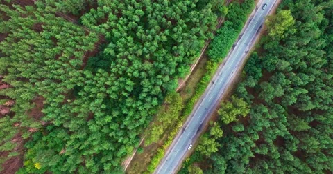 Coniferous forest Video stock 67986360