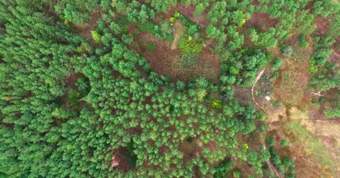 Coniferous forest Stock Footage 67986718