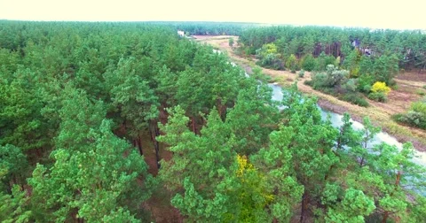 Coniferous forest Stock Footage 67987181