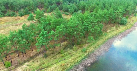 Coniferous forest Stock Footage 67987847