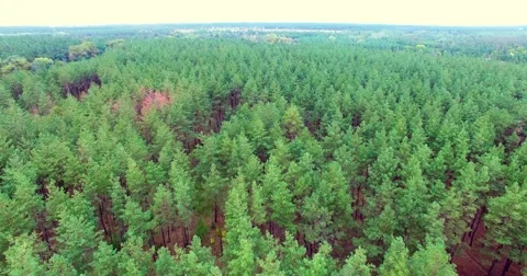 Coniferous forest Stock Footage 67988135