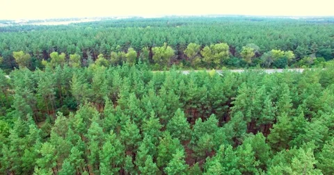 Coniferous forest Stock Footage 67989228