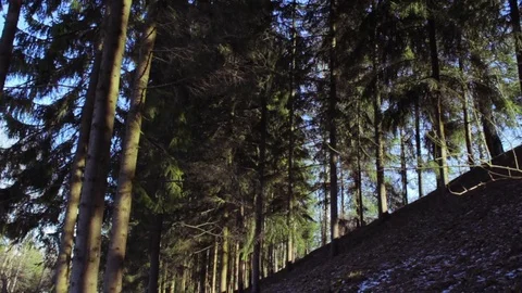 Coniferous forest Stock Footage 73992468