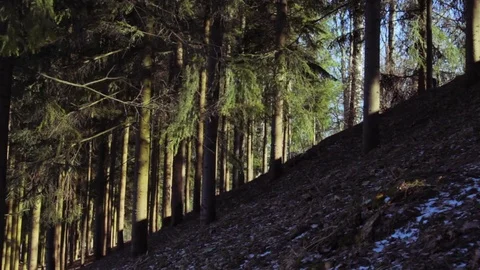 Coniferous forest Stock Footage 73992538