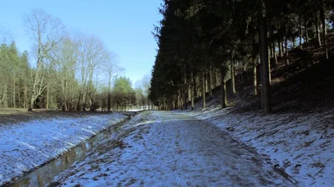 Coniferous forest Stock Footage 73993042