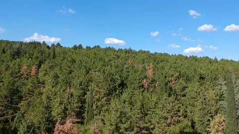 Coniferous forest Stock-Footage 81085783