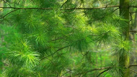 Coniferous Forest Video stock 105427542