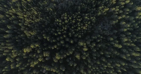 Coniferous forest Video stock 116151252