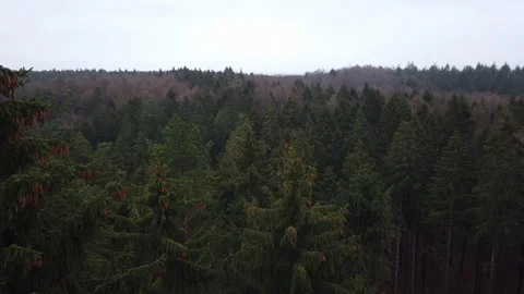 Coniferous forest Video stock 126766787