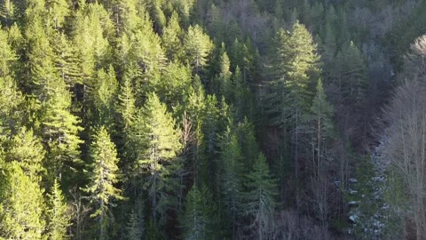 Coniferous forest Video stock 169744606