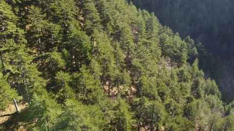 Coniferous forest Video stock 169744620