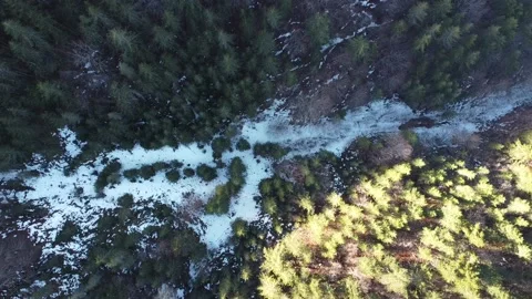 Coniferous forest Video stock 169744626