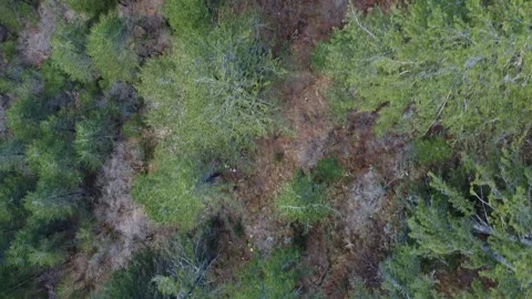 Coniferous forest Video stock 169744638