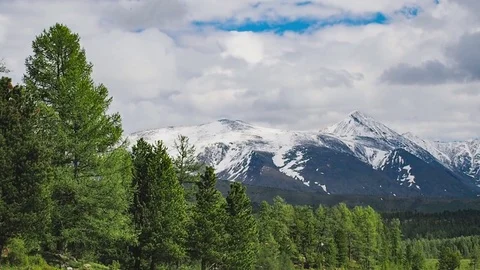 Coniferous forest, forest mountains in the snow. Stock Footage