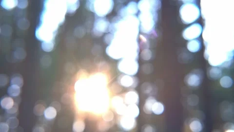 Coniferous forest in the glare from the sun hiding behind the trees. Blurred Stock Footage 239580146