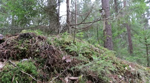 Coniferous forest green moss motion footage Stock Footage 48899045