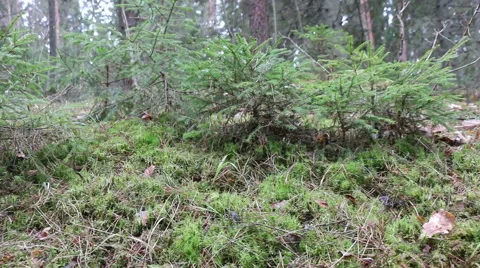Coniferous forest green moss motion footage Stock Footage 48899434