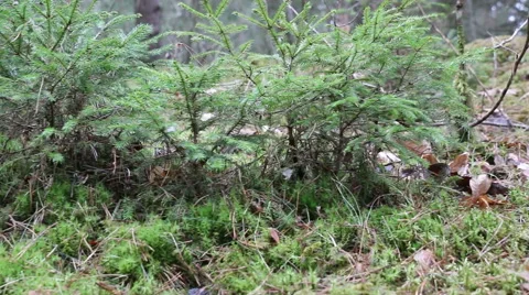 Coniferous forest green moss motion footage Stock Footage 48899634