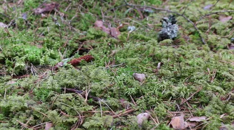Coniferous forest green moss motion footage Video stock 48903923