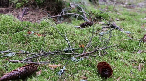 Coniferous forest green moss motion footage Video stock 48904033