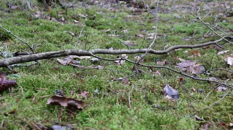 Coniferous forest green moss motion footage Stock Footage 48904187