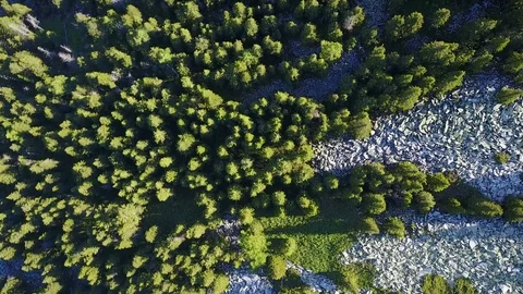 Coniferous forest growing on stony soil in the Urals Stock Footage 116391670