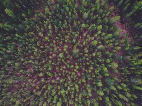 Coniferous forest from the height of the quadrocopter Stock Photos