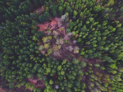 Coniferous forest from the height of the quadrocopter Stock Photos