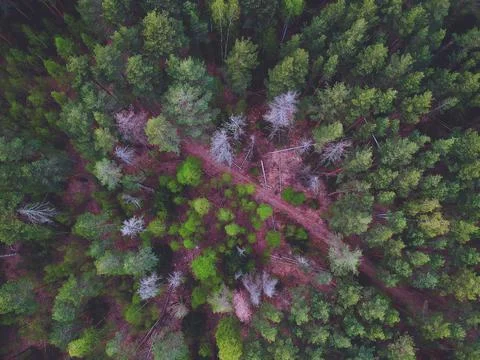 Coniferous forest from the height of the quadrocopter Stock Photos