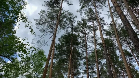 Coniferous forest with high tree trunks and long branches Stock Footage 132687862