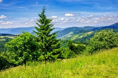 Coniferous forest on the hill Stock Photos