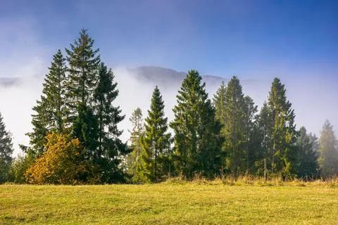Coniferous forest on the hill 写真素材