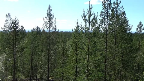 Coniferous forest to the horizon Video stock 70025723