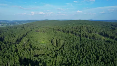 Coniferous forest landscape. Flight over the crowns of pine trees in the Stock Footage 167070367