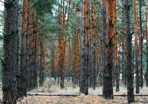 Coniferous forest landscape Stock Photos