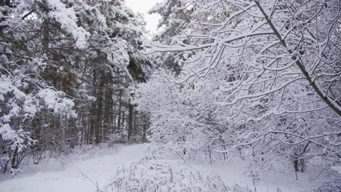 Coniferous forest with large trees covered with white snow. Winter scene. Stock Footage 167557781