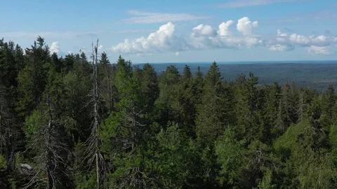 Coniferous forest, located in conservation area Stock Footage 120242320