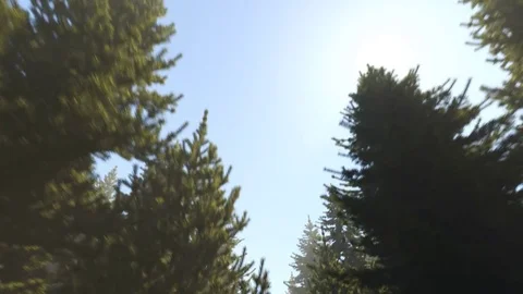 Coniferous forest on a moody day Stock Footage 76418117