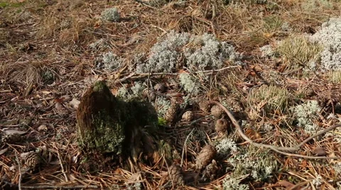 Coniferous forest moss and fallen needles motion footage Stock Footage 48858864