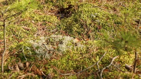 Coniferous forest moss and fallen needles motion footage Stock Footage 48859025