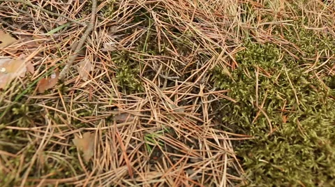 Coniferous forest moss and fallen needles motion footage Stock Footage 48861155